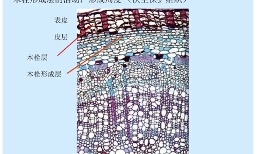 苦瓜减脂功效网—知名的苦瓜网站,分享冰糖的功效知识